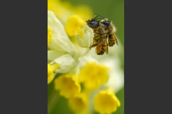 Fokus-Natur Bild