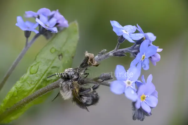 Fokus-Natur Bild