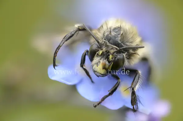 Fokus-Natur Bild