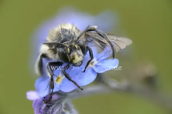 Fokus-Natur Bild