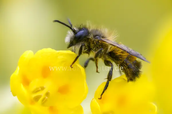 Fokus-Natur Bild