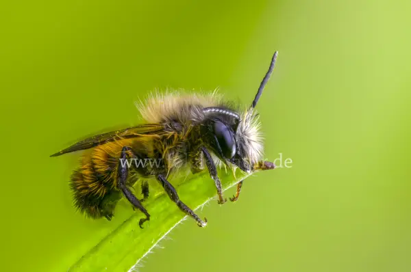 Fokus-Natur Bild