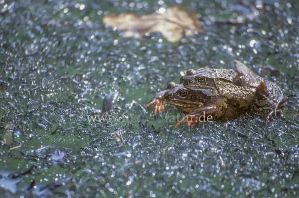 Fokus-Natur Bild