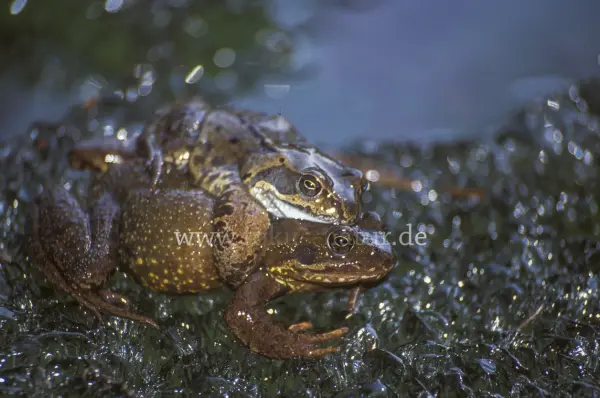 Fokus-Natur Bild