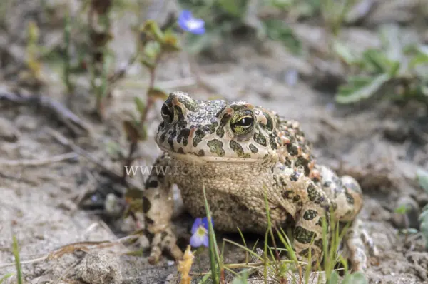 Fokus-Natur Bild
