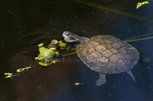 Fokus-Natur Bild