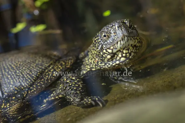 Fokus-Natur Bild