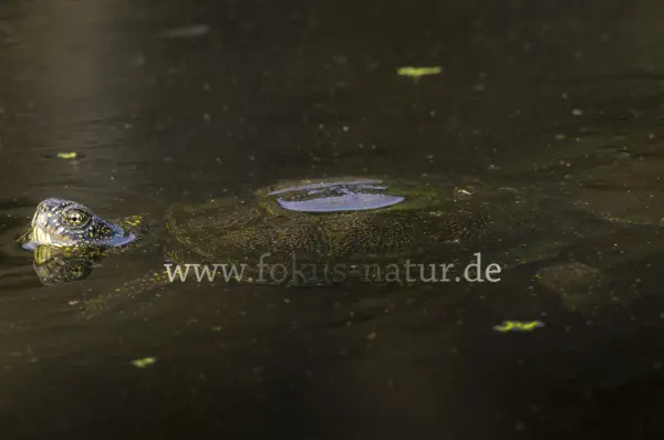 Fokus-Natur Bild