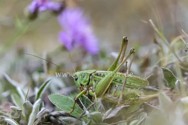 Fokus-Natur Bild