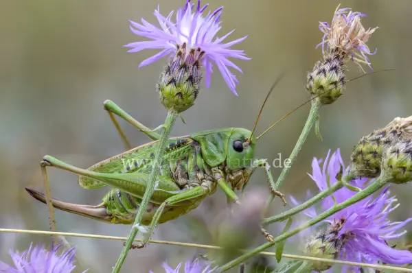 Fokus-Natur Bild