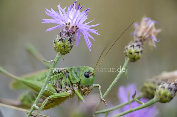 Fokus-Natur Bild