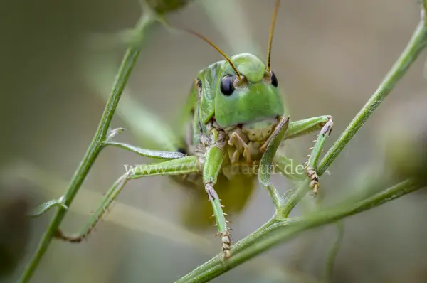 Fokus-Natur Bild
