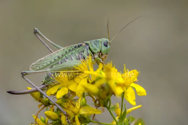 Fokus-Natur Bild