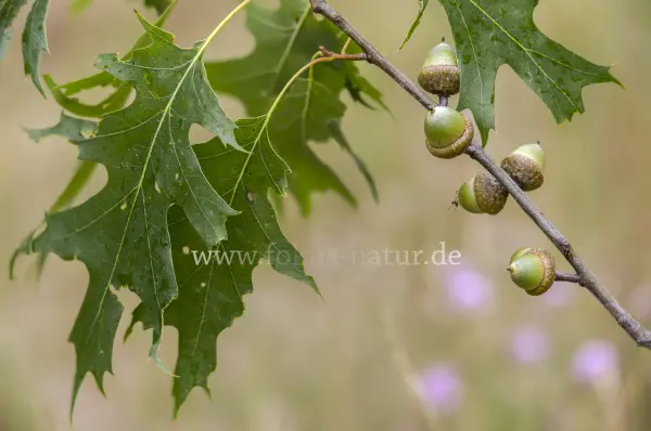 Fokus-Natur Bild