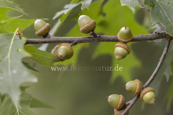 Fokus-Natur Bild