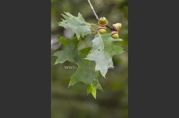 Fokus-Natur Bild