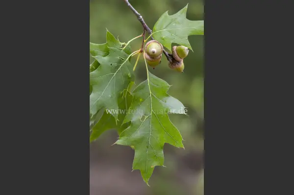 Fokus-Natur Bild