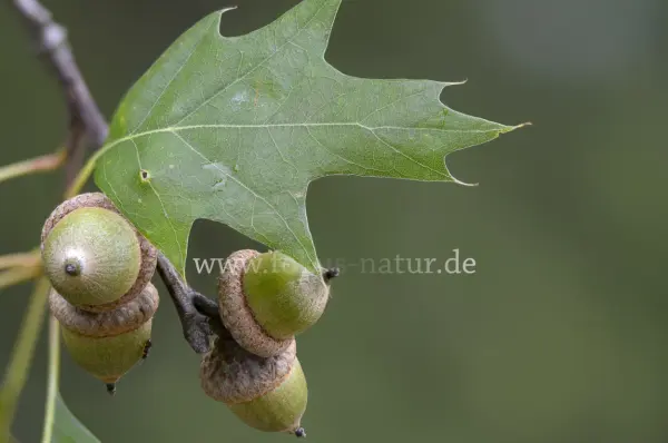 Fokus-Natur Bild