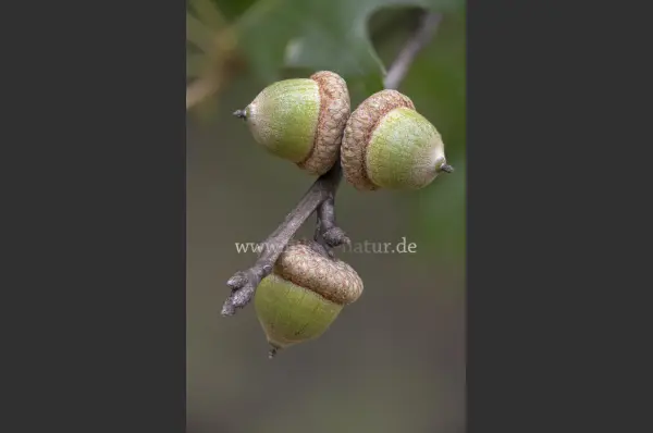 Fokus-Natur Bild
