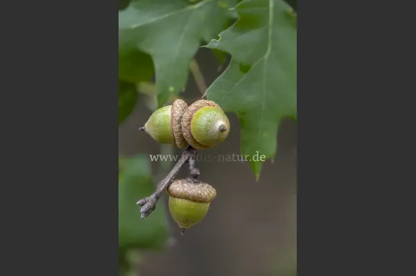 Fokus-Natur Bild