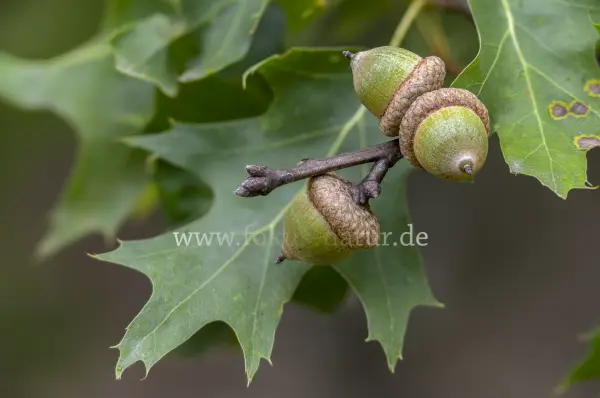 Fokus-Natur Bild