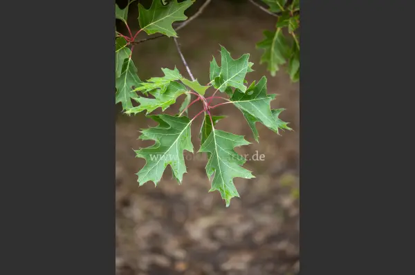 Fokus-Natur Bild