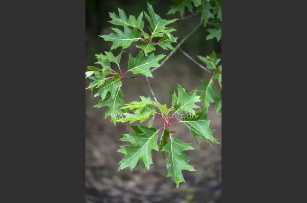 Fokus-Natur Bild
