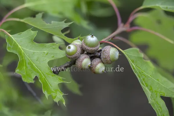 Fokus-Natur Bild