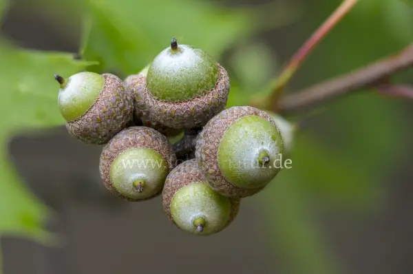 Fokus-Natur Bild