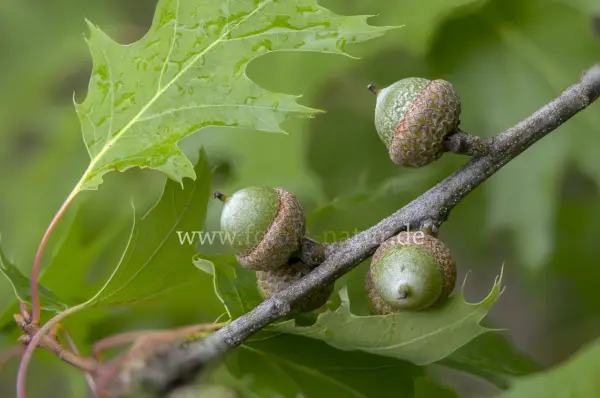 Fokus-Natur Bild