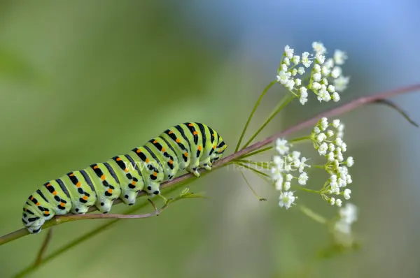 Fokus-Natur Bild