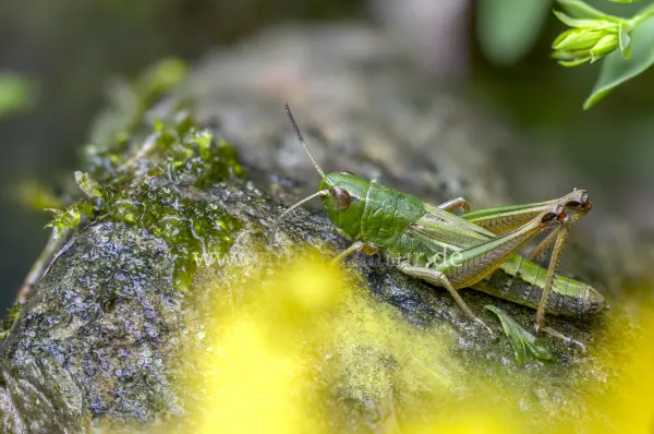 Fokus-Natur Bild