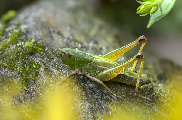 Fokus-Natur Bild