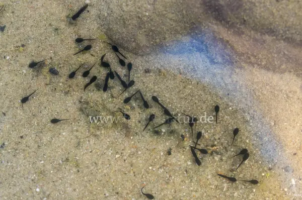Fokus-Natur Bild