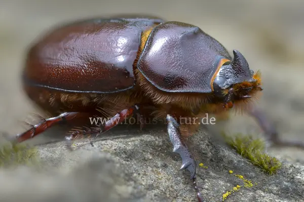 Fokus-Natur Bild