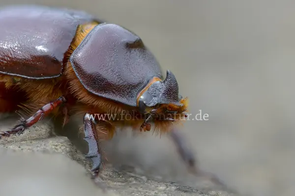 Fokus-Natur Bild