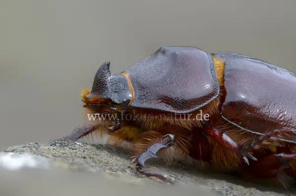 Fokus-Natur Bild