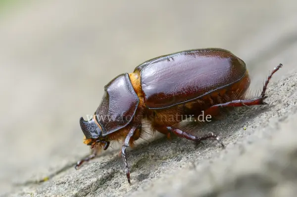 Fokus-Natur Bild