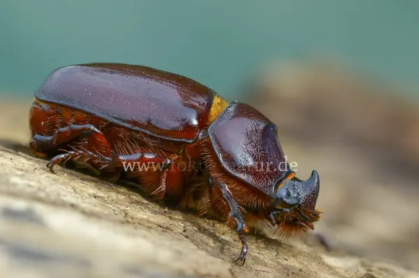 Fokus-Natur Bild