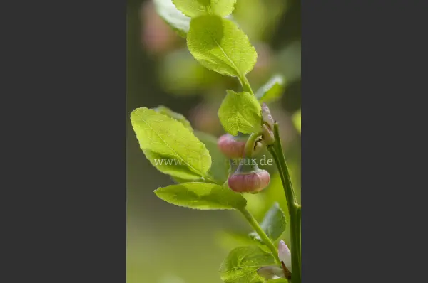 Fokus-Natur Bild