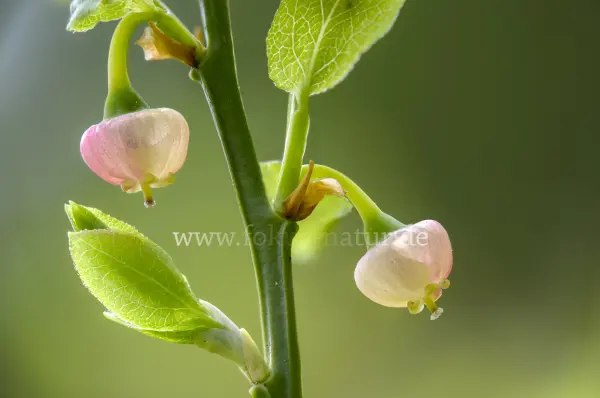 Fokus-Natur Bild