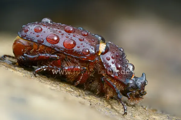 Fokus-Natur Bild