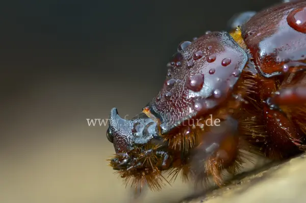 Fokus-Natur Bild
