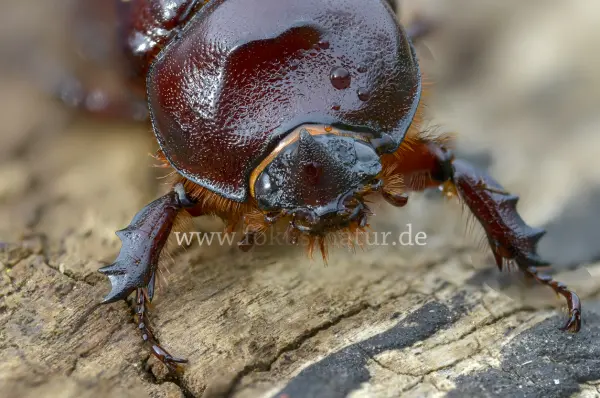 Fokus-Natur Bild