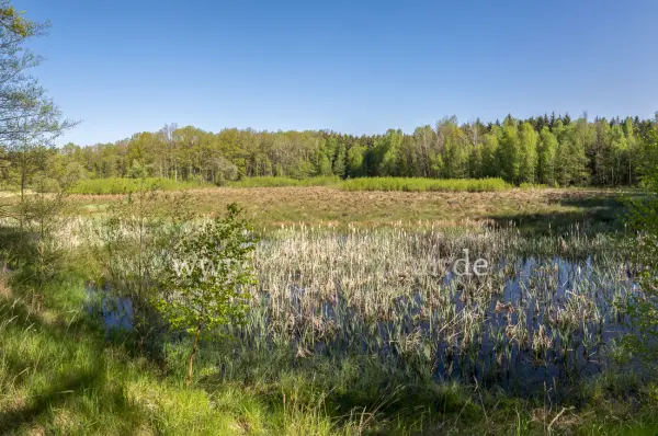 Fokus-Natur Bild