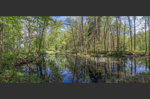 Fokus-Natur Bild