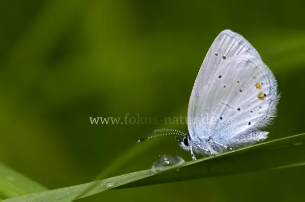 Fokus-Natur Bild