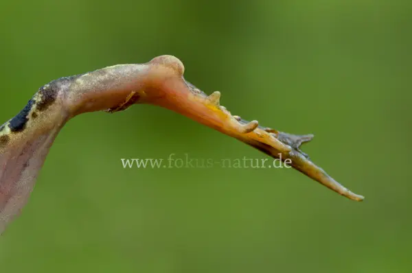 Fokus-Natur Bild