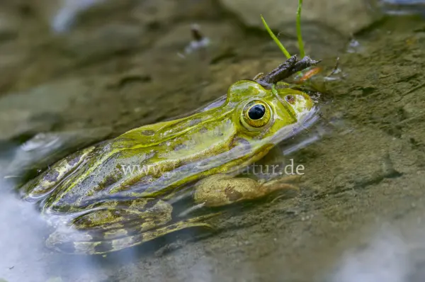 Fokus-Natur Bild