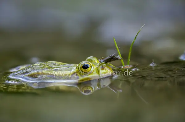 Fokus-Natur Bild